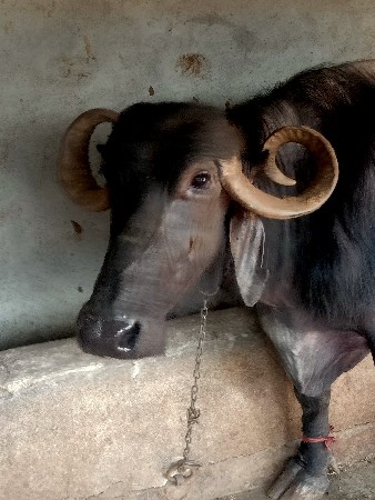 थंबनेल 2