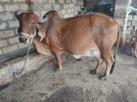 ગાય વેચવાની છે