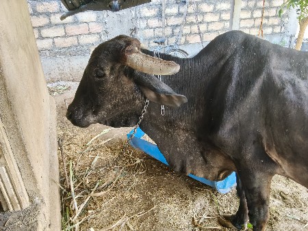 વેચવા ની સે