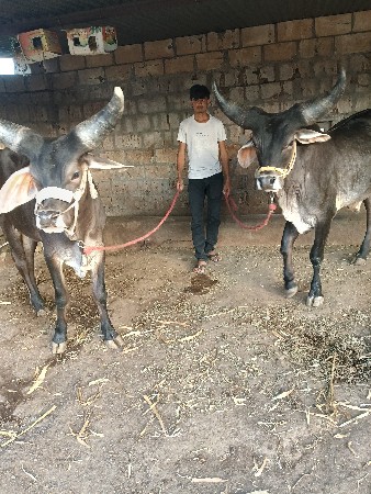 થંબનેલ 2