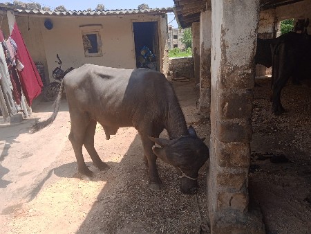 थंबनेल 3