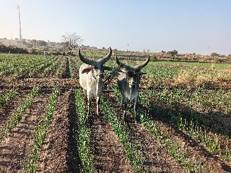 બળદ વેચવાના છે