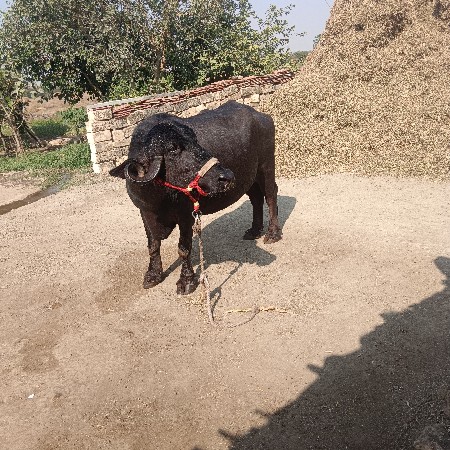 थंबनेल 3