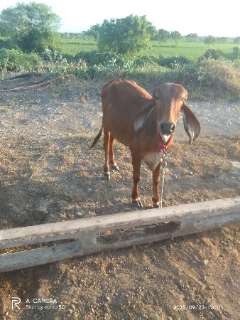 थंबनेल 2