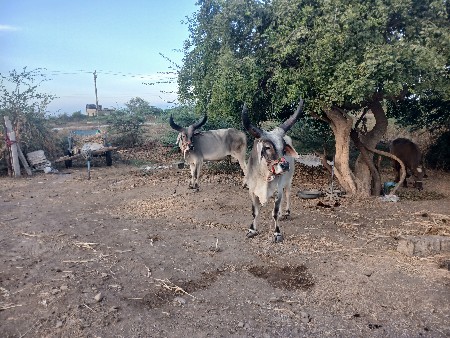 ઘોધલાબીજીધરસાવસોજાકમેતેબાધેસોળે