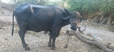 થંબનેલ 1