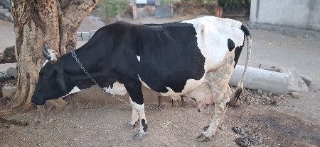 थंबनेल 3