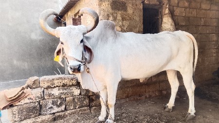 પાચમી ઘર નો બળદ છે