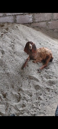 7બયસલી વેચવાની છે