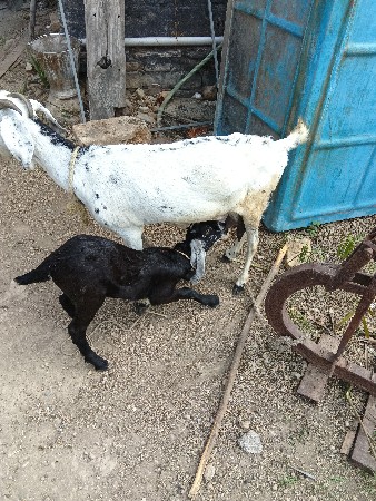 1 બકરી 1 બકરો