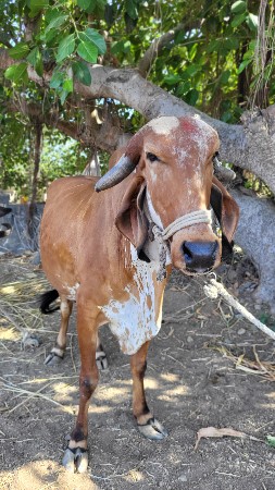 थंबनेल 2