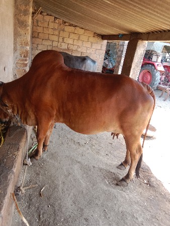 ગાય વેચવાની છે