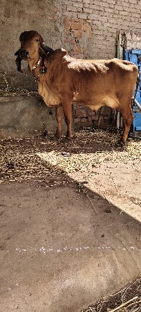 પેલું વેતર 10 દિવસ ની કાચી