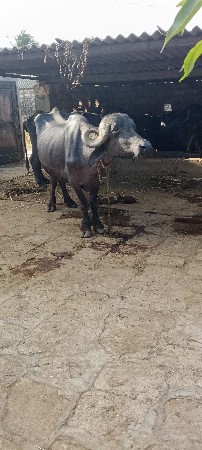 ભેંસ વેચવાની છે