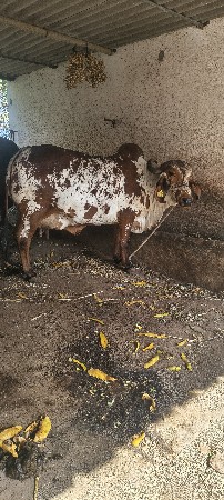 ગીર ગાય આપવાની છે