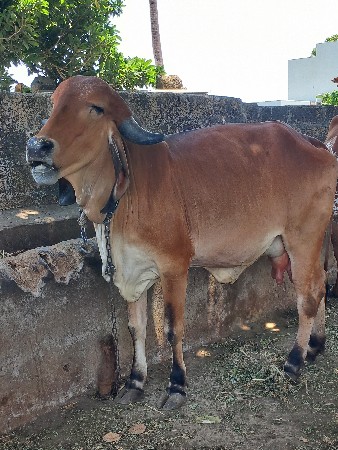 gir hodki vechvani se