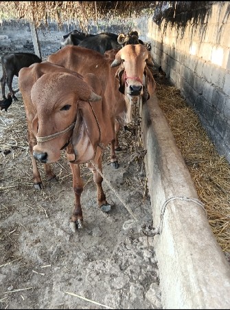 थंबनेल 2