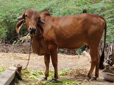 ગીર.પેલુવેતર