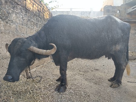 ભેસ વેચવાની છે