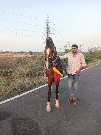 આ ધોડો વેસવાનો સે સાટા કરવાના સે