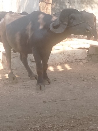 પાડો વેચવાનો છે