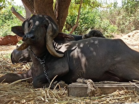 थंबनेल 2