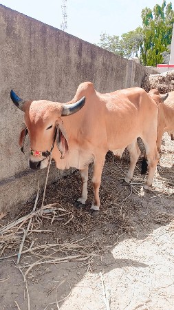 थंबनेल 2