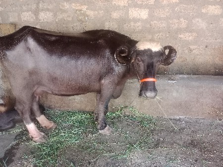 ભેંશ વેચવાની છે