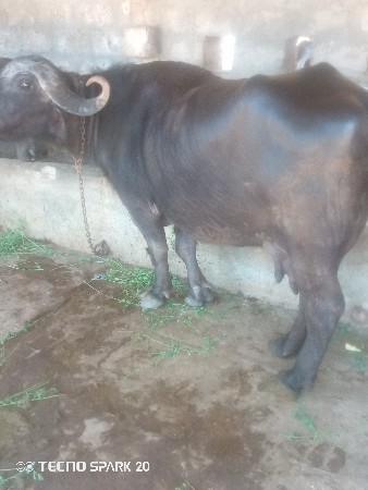 थंबनेल 3