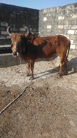 દુનિયા