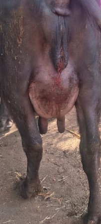 ભેંશ વેચવાની છે