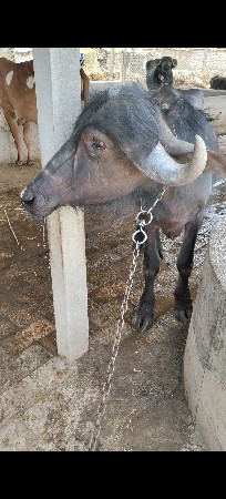 2.5 વર્ષ ની છૅ