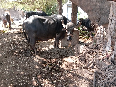 6  મહિના ની ઘાભણી