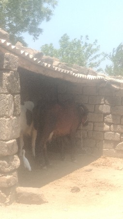 jarsi gayu vechavani se