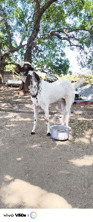 12 મહિના નો છે