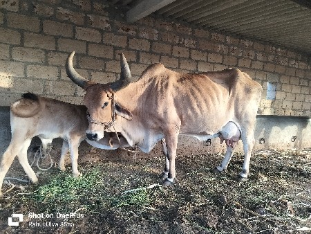 थंबनेल 3