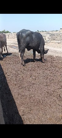 પાડા નું સાટુ કરવાનું છે