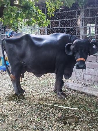 थंबनेल 2