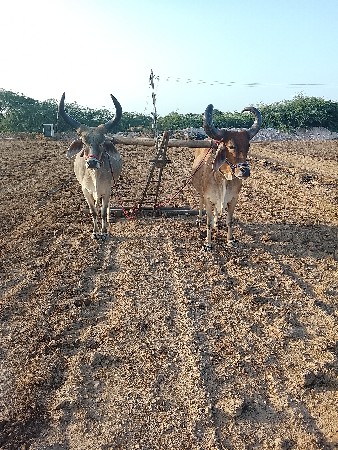 ધોઇરા ને એક વાવણી માકડા ને બે વાવણી