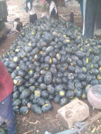 તરબૂશ ની કસરિ દેવાની સે