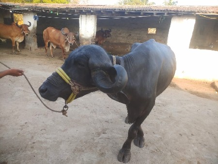 પેલું વેતર ભેંસ લેવાની છે