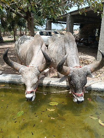 બળદ  બીજી દર ના. સાવ સોજા બેનું