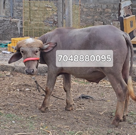 थंबनेल 3