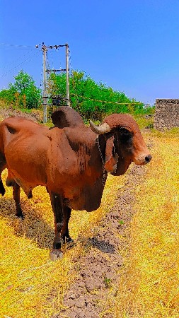 ખૂટ