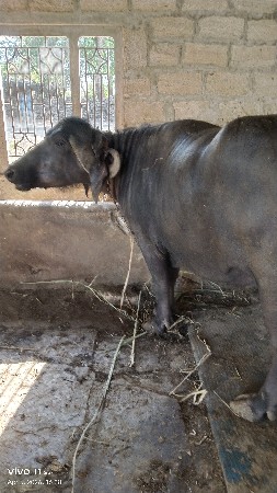 थंबनेल 3