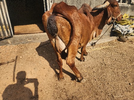 ગાય  વેચવાની છે 4વેતર છે 25000 મા