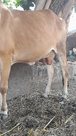 ગીર ગાય વેચવાની છે