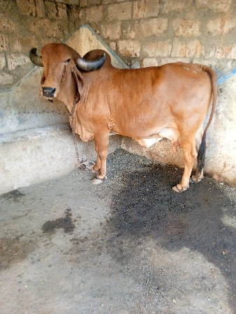 2, ઞાય વેચવાની છે,,,