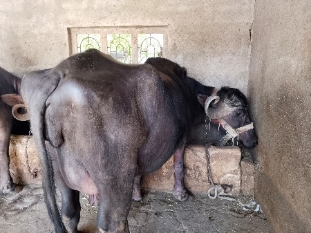 ભેંસ વેચવાની છે મો.8799110204