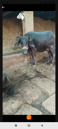 ભેંસ વેચવાની છે